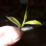 teeblatt