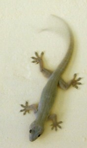 moskitofresser