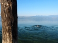 Skutarisee_Albanien