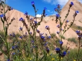 Kappadokien-Flora