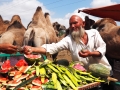 Kashgar-Melonen