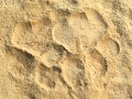 Tigerspuren
