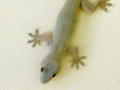 gecko