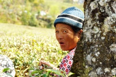 Indien 2009 - Darjeeling