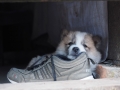 Kohima Hund