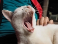 katzen-müde