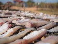 Laos Trockenfisch