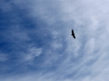 Mongolei Greifvogel