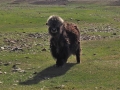 Mongolei Junges Yak