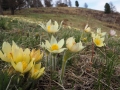 Mongolei-Blumen