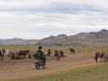 Mongolei Pferde