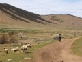 Mongolei Schafweide