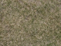Mongolei Steppengras