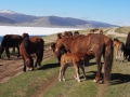 Terkhiin Tsagaan Nuur Pferde