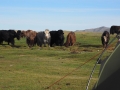 Mongolei Yak Camp