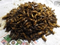 frittierte Heuschrecken