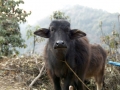 Nepal_Rind
