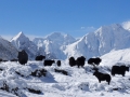 Samdo Yakherde im Schnee