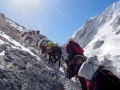 Larke-Pass Pferde