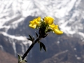Manaslu-Trek Blüte