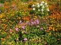 Maramureș-Blumen