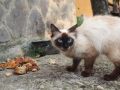 Maramureș-Katze